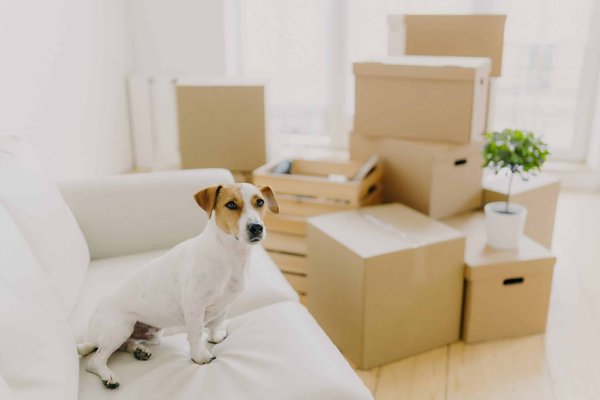 How to Adjust Your Home's Interior for the Comfort of a Large Breed Dog?