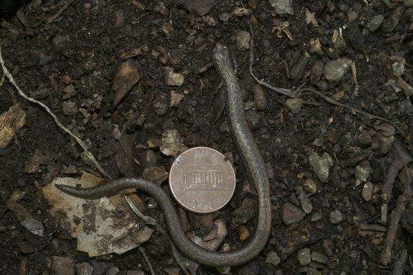 How Does a High-Intensity Focused Ultrasound (HIFU) Treatment Compare to Surgery for Prostate Cancer?